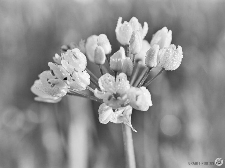 A close-up of delicate wild garlic flowers with droplets of dew, captured in black and white. The background is softly blurred, highlighting the intricate details and textures of the petals and stems.