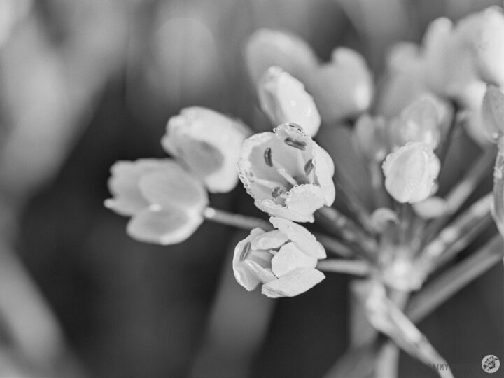 A close-up of delicate wild garlic white flowers with soft petals, set against a blurred background. Water droplets adorn the blossoms, highlighting their intricate details in a black-and-white composition.