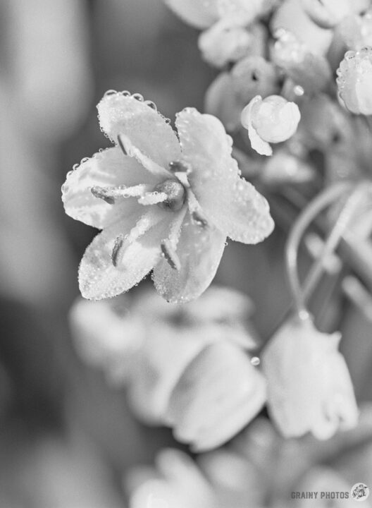 A close-up of a delicate wild garlic flower adorned with dew droplets, captured in soft black and white tones, showcasing its intricate petals and graceful form against a blurred background of additional blossoms.