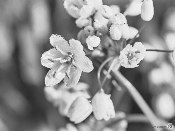 A close-up shot of delicate wild garlic flowers with water droplets, captured in black and white. The image highlights the intricate details of the petals and surrounding buds, showcasing the beauty of nature.