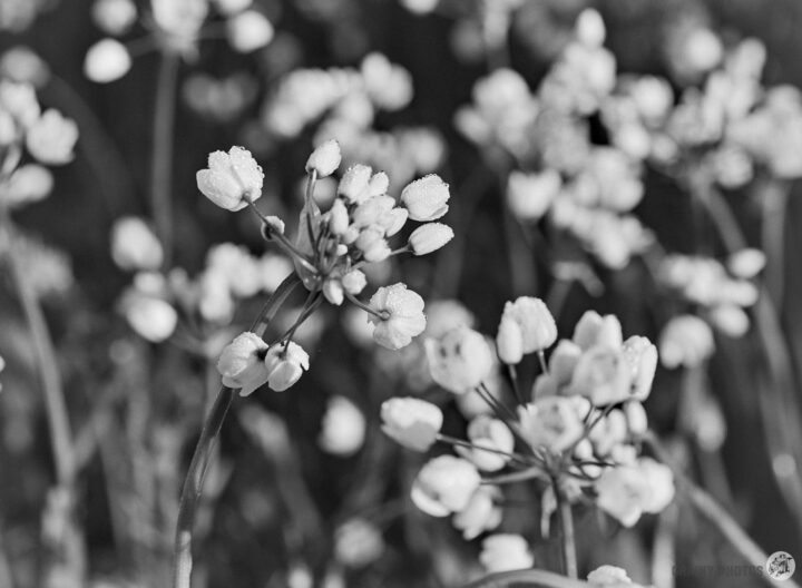 Wild Garlic flowers with small, clustered buds, set against a blurred background. The image is captured in black and white, emphasizing the intricate details and textures of the petals and leaves.