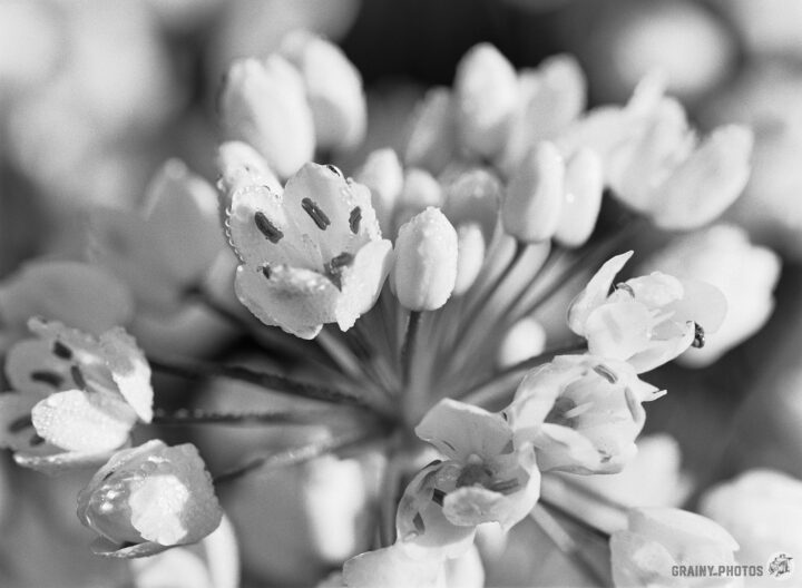 Close-up view of delicate white wild garlic flowers with dewdrops, captured in black and white. The intricate petals and details create a soft, ethereal quality, showcasing the beauty of nature.