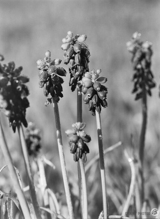 A black and white photograph of tall, slender flower stalks with small, clustered blossoms, adorned with droplets of water, set against a blurred grassy background.