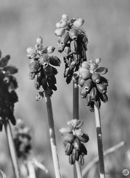 Three vertical stems of flowers with small, bulbous buds, captured in black and white. The buds are adorned with droplets of water, showcasing a natural, delicate beauty in an outdoor setting.