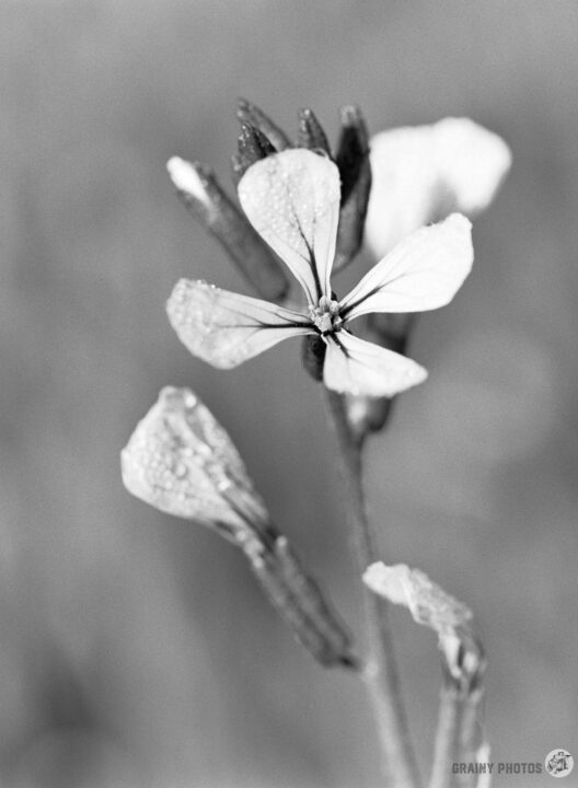 A close-up black and white image of delicate flower petals, showcasing their intricate shapes and textures, with a soft focus on the background. Water droplets adorn the petals, enhancing their natural beauty.