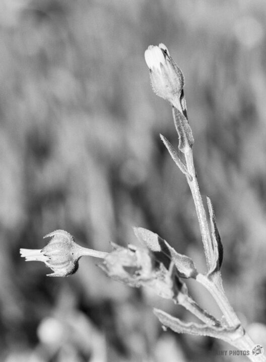 A close-up of a delicate flower stem with budding blossoms, captured in black and white. The image focuses on the soft textures and natural lines of the plant against a blurred background.