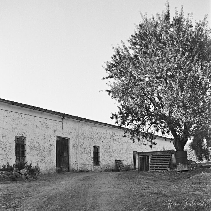 A black and white photograph capturing a rustic building with barred windows, set beside a dirt path. A large tree stands nearby, providing a contrast to the structured lines of the building and adding natural beauty to the scene.