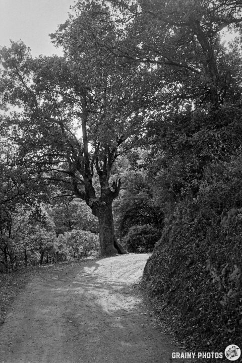A black and white photograph depicting a winding dirt road beside a large tree, surrounded by greenery. The tree stands prominently, casting shadows on the path as it curves away into the landscape.
