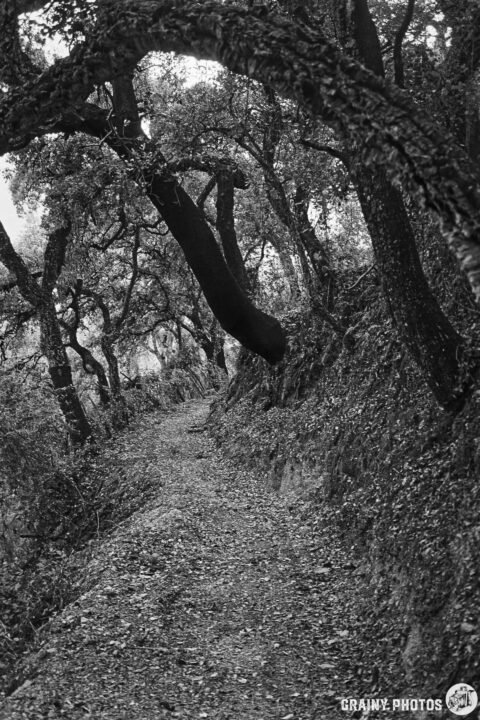 A winding forest path surrounded by trees, capturing the natural beauty and tranquility of the woods in black and white. The ground is covered with fallen leaves, enhancing the serene atmosphere.