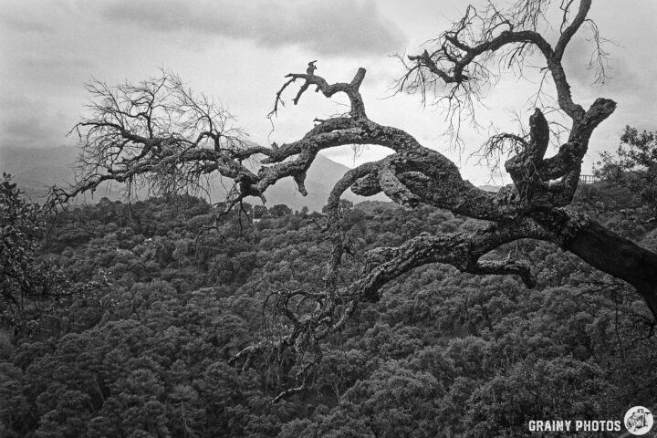 A barren tree branch extends over a dense forest, creating a striking silhouette against a cloudy sky in this black and white image. The scene evokes a sense of solitude and the beauty of nature in its raw form.