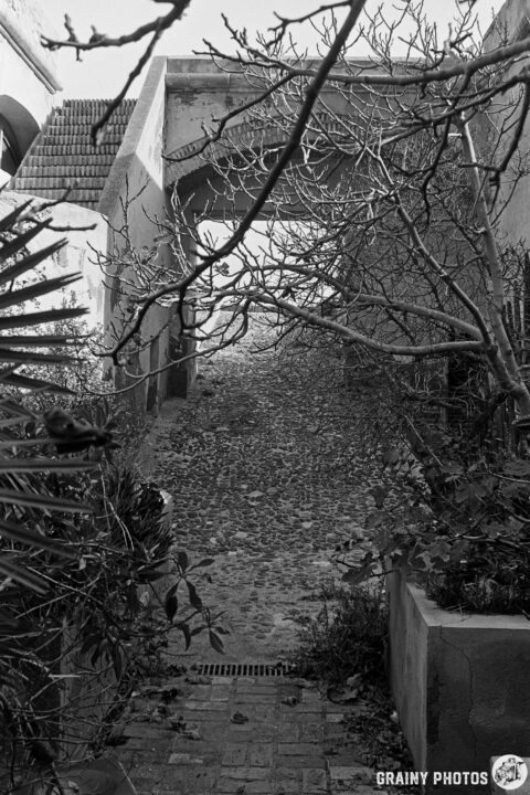 A narrow, leaf-strewn pathway inside Castillo de San Ramón leads through an archway, flanked by bare branches and lush greenery, creating a serene, monochromatic scene that evokes a sense of quiet solitude and natural beauty.